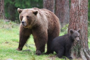 Slovenska medvedka v italijanskem Trentu napadla gobarja