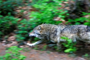 Volkulja Tia zašla na pašnik in bila odstreljena