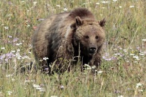 V Yellowstonskem parku v napadih grizlijev ranjeni štirje