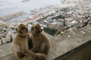 Gibraltar bo težavne tatinske opice "deportiral" na Škotsko