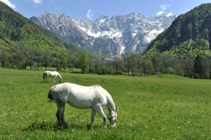 Koalicija usklajena: po novem le 120 občin z najmanj 5000 prebivalci