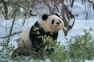 Panda diplomacija: Kitajska bo dunajskemu živalskemu vrtu še za deset let pustila pande