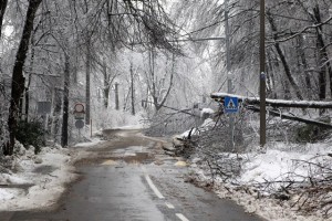 Padlo štiri milijone kubičnih metrov drevja; stanje se še poslabšuje