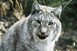 Ujeta risinja Zooja skoraj umrla med operacijo noge
