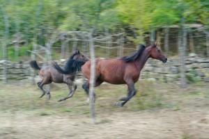 Nad kobilama se je znesel 28-letni duševni bolnik