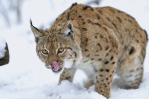 Po mesecu dni ujeli pobeglo risinjo iz ljubljanskega ZOO