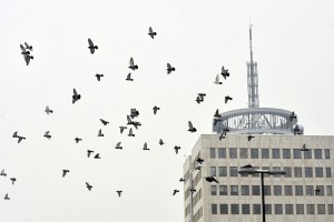"Zelo uspešno smo odganjali ponudnike" - Le en kupec za Telekom