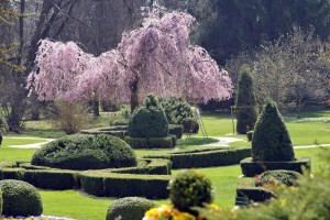 V Arboretumu Volčji potok na ogled 100.000 tulipanov