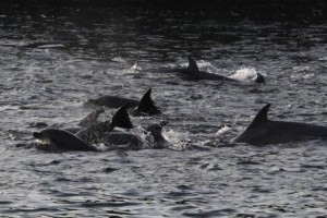 Na Japonskem podpora koncu okrutnega lova na delfine v zalivu Taiji