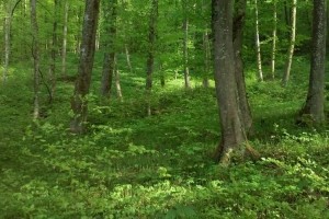»Gozdovi in biotska raznovrstnost - predragoceni, da bi jih izgubili«