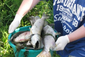 FOTO: Pogin rib na Rinži