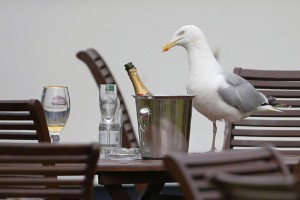 Tatinski galebi terorizirajo britanske turiste