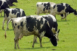 Na Agri predstavili program razvoja podeželja