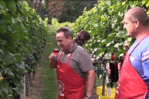 VIDEO in FOTO: V studio dobili malico iz vinograda 
