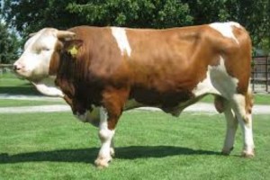 Pri kravi z Dolenjske sum na bolezen norih krav