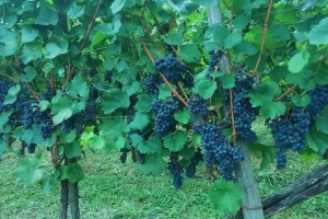 Predavanje: Ekološka pridelava, pridelava in trženje grozdja