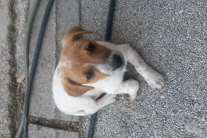 FOTO: V Šentjerneju pogrešajo psičko pasme jack russell 