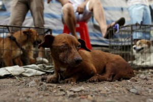 Pet Kambodžanov umrlo zaradi uživanja pokvarjenega pasjega mesa