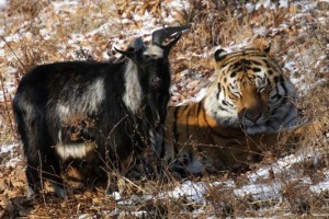 Kozliček in sibirski tiger nič več prijatelja, a ostajata soseda