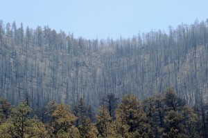 Albanija na pragu "ekološke katastrofe", zato so za 10 let prepovedali sečnjo dreves
