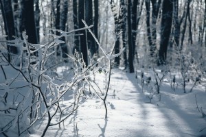 Meja sneženja bo med 900 in 1300 metri