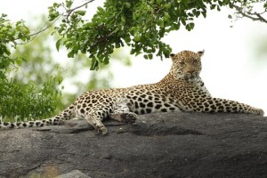 Leopard zašel v šolo v Indiji