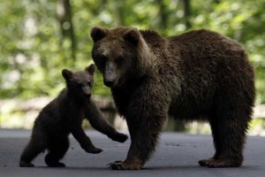 Država od lovca, ki ga je zmrcvarila medvedka, terja vračilo dela odškodnine