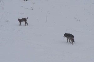 VIDEO: Kaj se zgodi, ko volk sreča risa v zasneženi divjini?