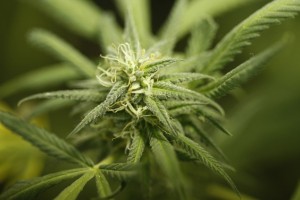 Mehiški predsednik predlaga legalizacijo marihuane v zdravstvene namene