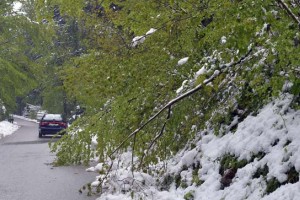 Mraz in sneg povzročila ogromno škodo v kmetijstvu, nekateri kmetje ob večino pridelka