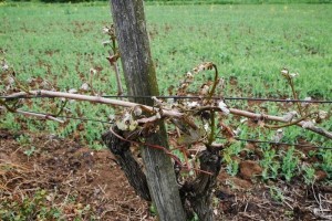 FOTO: V semiških nižjeležečih vinogradih precej škode