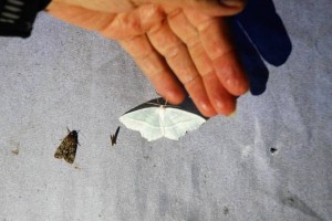 Lov na metulje v Krajinskem parku Kolpa