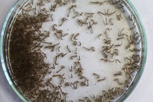 Slovenski športnik okužen z virusom zika, a javno zdravje naj ne bi bilo ogroženo