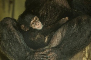 FOTO: Pri šimpanzih zibajo