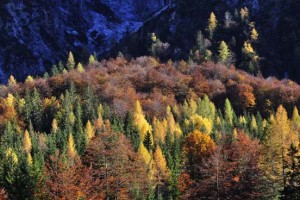 Državne gozdove od danes vodijo Slovenski državni gozdovi