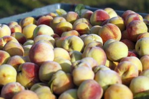 Fructal dvignil odkupno ceno za domače, slovenske breskve