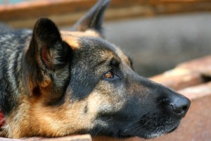 Izčrpanega 84-letnika iz Žalca so s psi našli na obrežju reke Save