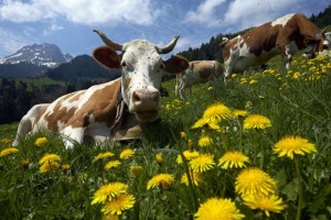 Slovenski raziskovalci: Uživanje kravjega mleka ne škodi zdravju