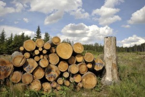 Zaradi sprememb upravljanja z državnimi gozdovi nekateri gozdarji na robu propada