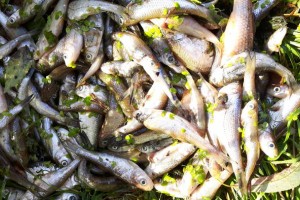 FOTO: V Temenici spet poginile ribe