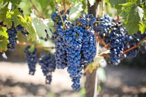 Občina Podčetrtek namerava na Virštanju urediti turistično-vinarski center