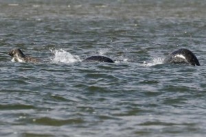 Je to Nessie? Amaterski fotograf po naključju v objektiv ujel pošast iz Loch Nessa