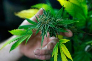 Zdravniki: Medicinska konoplja naj bo dostopna v lekarnah