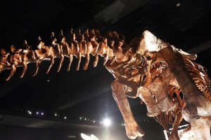 V Braziliji v skladišču našli okostje 25 metrov dolgega dinozavra