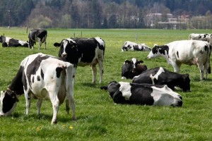 Slovensko mleko, "belo zlato prihodnosti", tudi za kitajske kupce