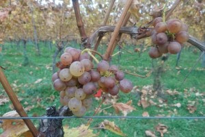 F&#38;A: Pobrali zadnje jagode v Malnaričevih vinogradih