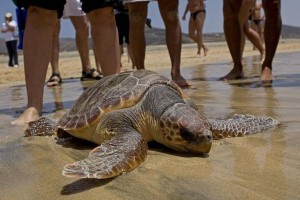 Neurje na obalo Dalmacije navrglo 100-kilogramsko želvo velikanko