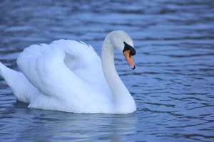 V Prekmurju že osmi primer laboda s ptičjo gripo