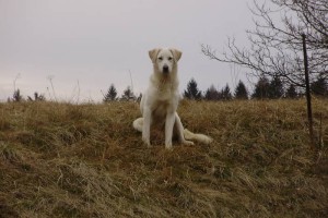 Izgubljeni pes, podoben zlatemu prenašalcu oz. labradorcu išče lastnika