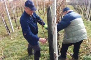 F&#38;A: V Semiču rezali trto